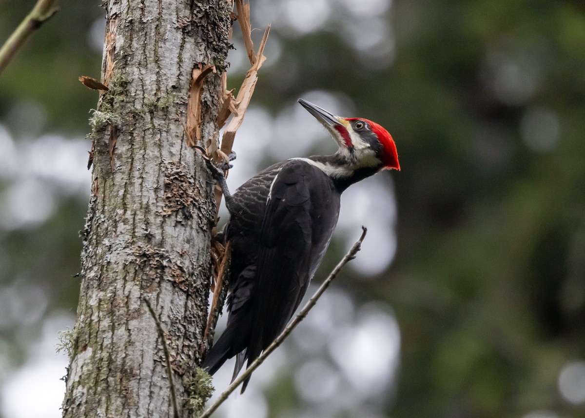 Pileated Woodpecker - ML612872753