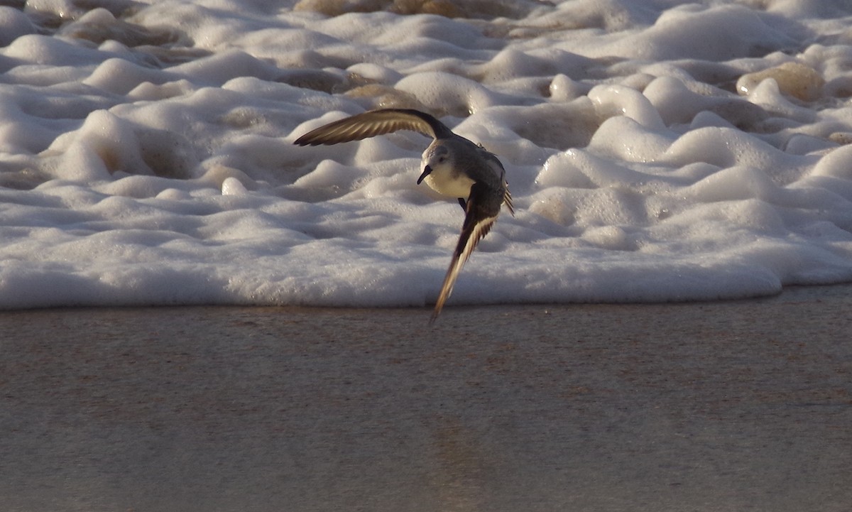 Sanderling - ML612872756