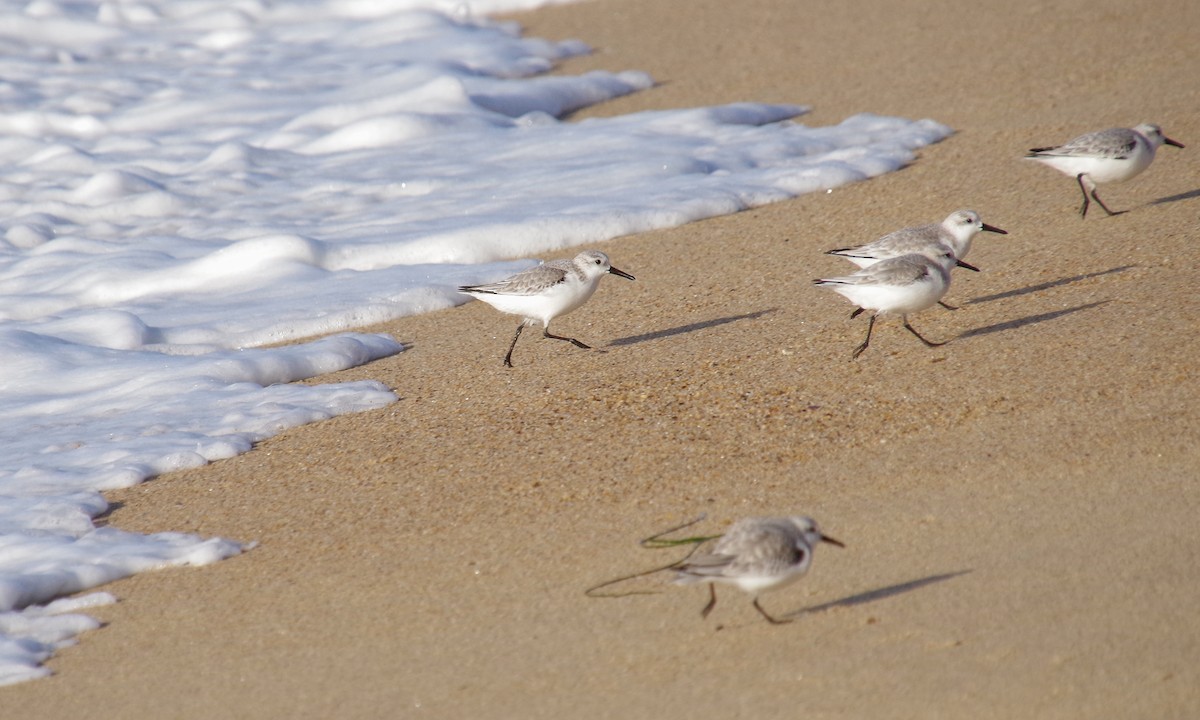 Sanderling - ML612872757
