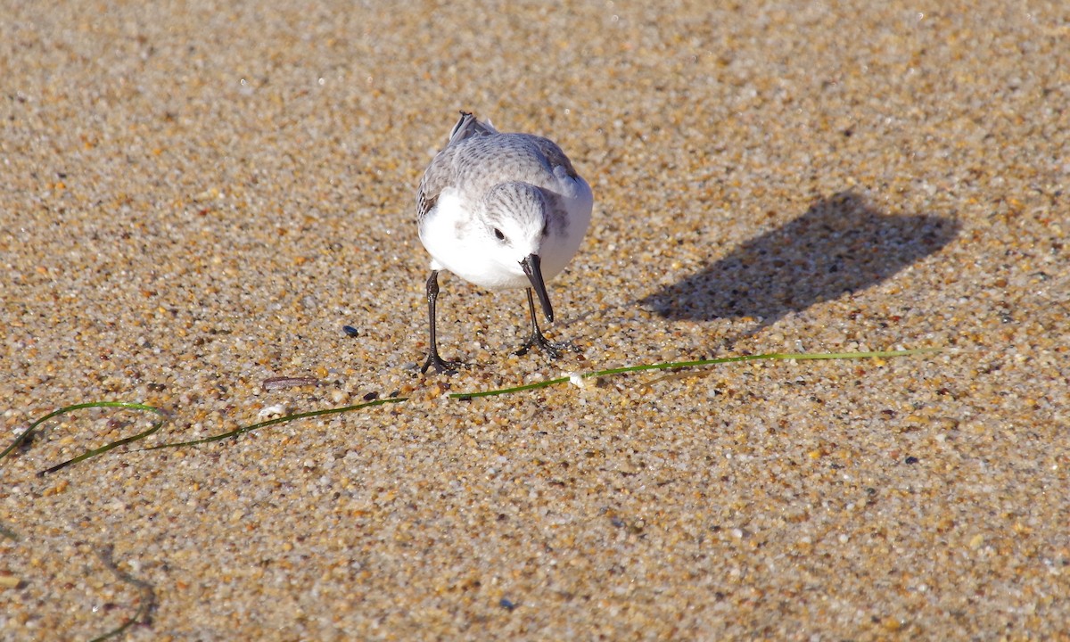 Sanderling - ML612872758