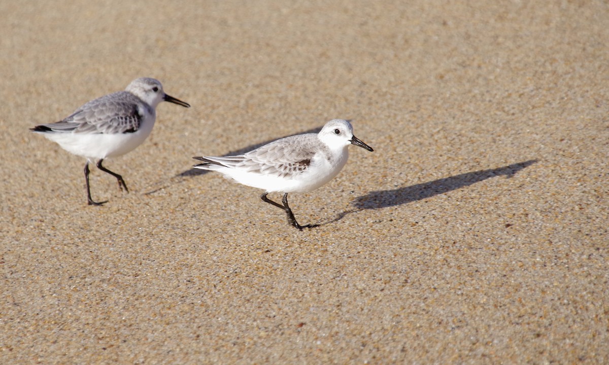 Sanderling - ML612872759
