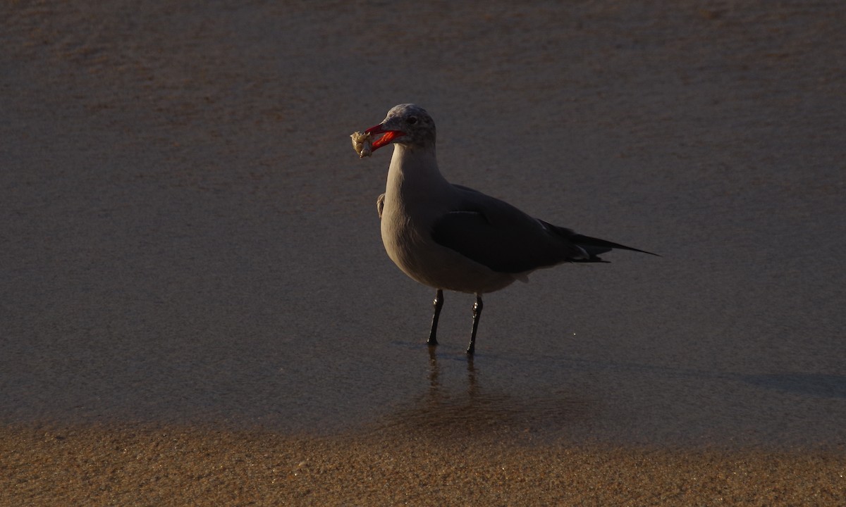 Heermann's Gull - ML612872817