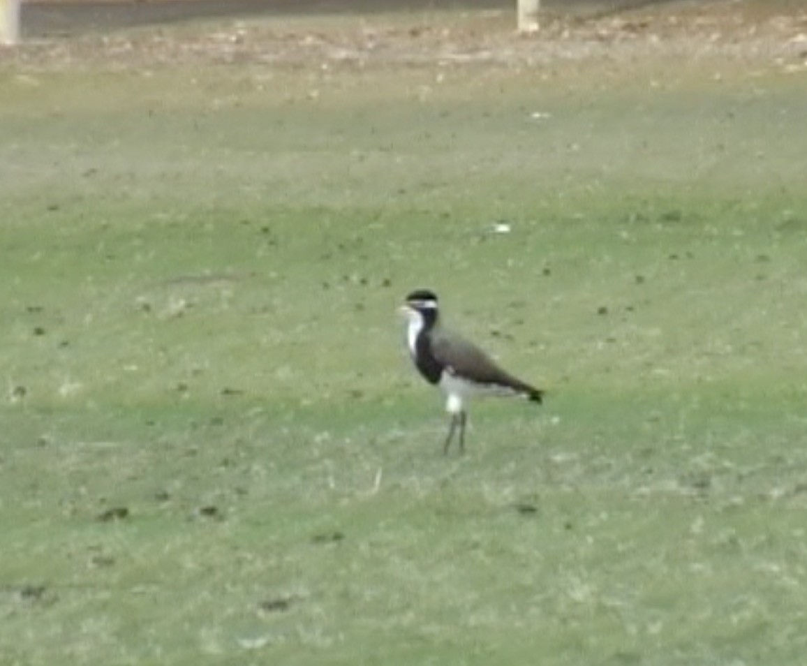 Banded Lapwing - ML612872836