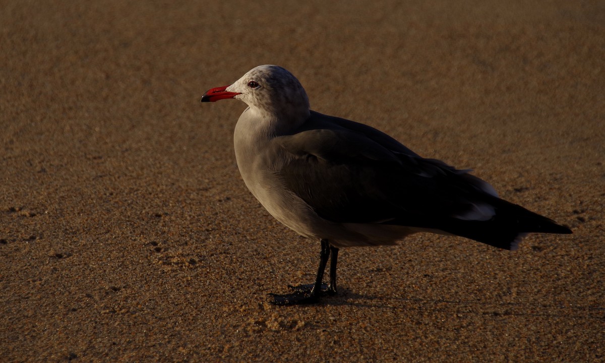Heermann's Gull - ML612872885