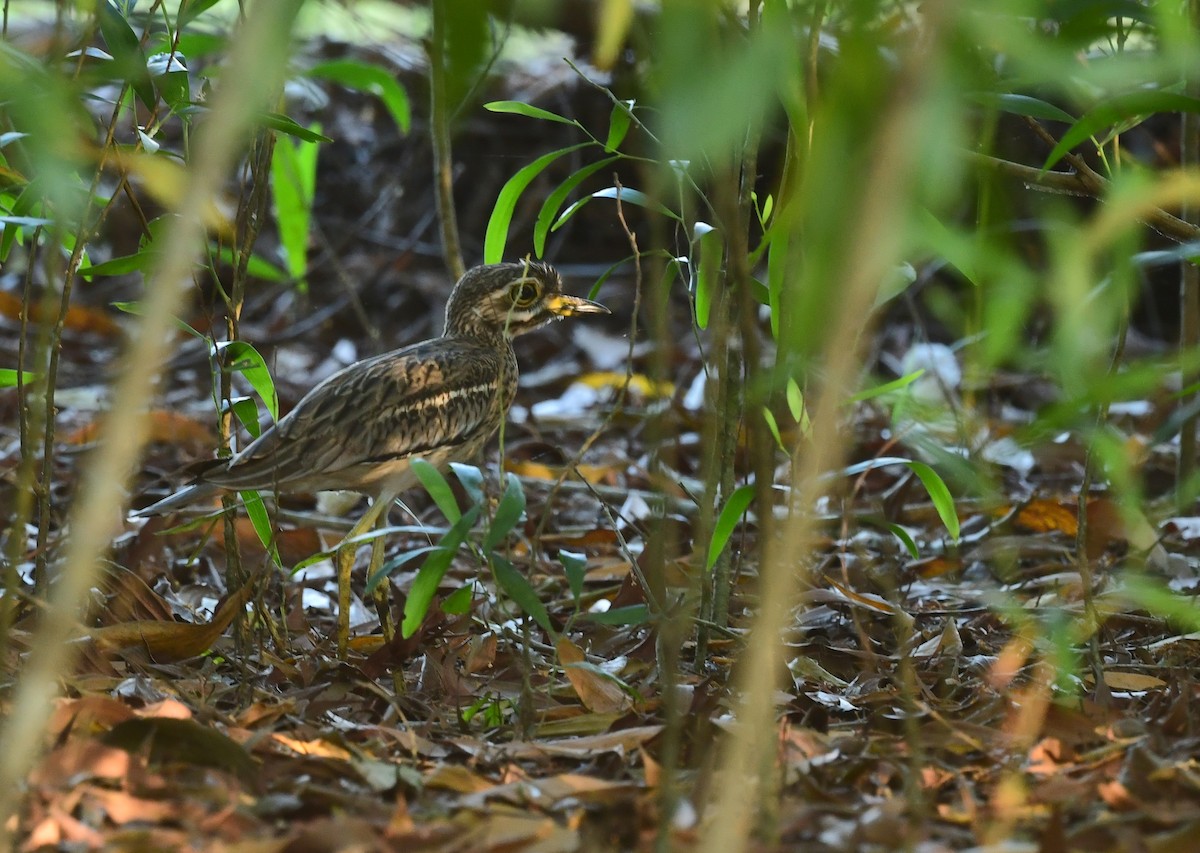 Indian Thick-knee - ML612872906