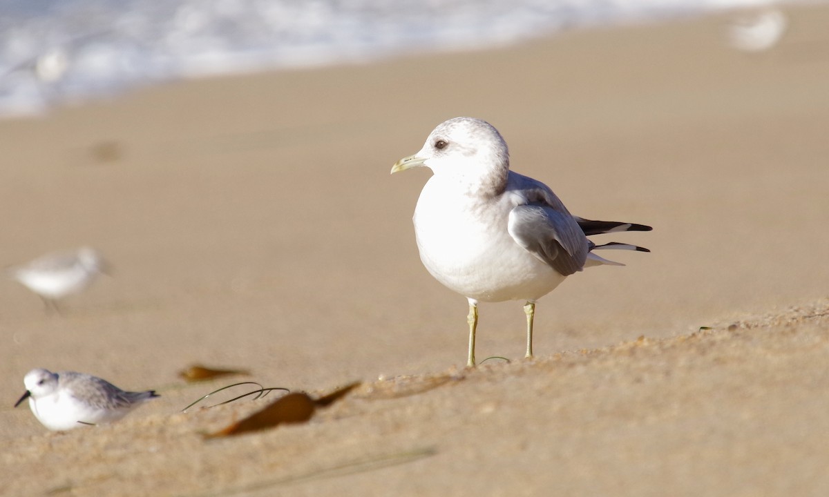 Short-billed Gull - ML612872922