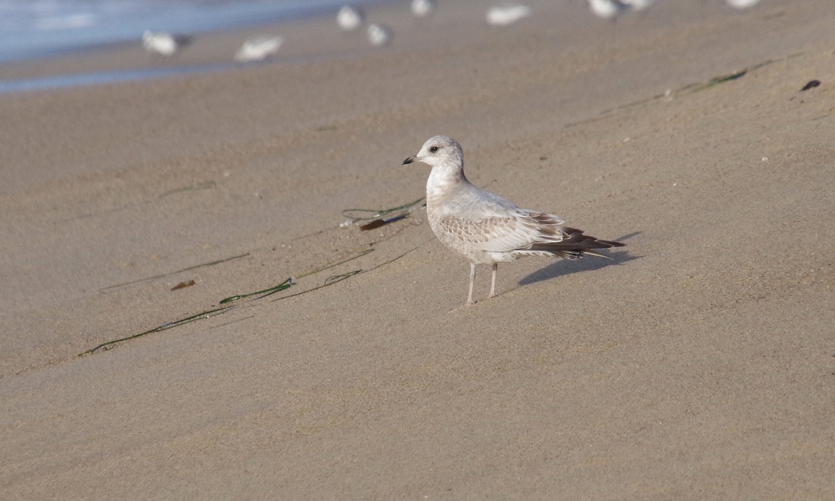 Short-billed Gull - ML612872930