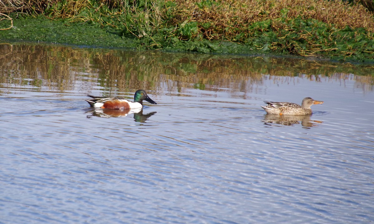 Northern Shoveler - ML612872966