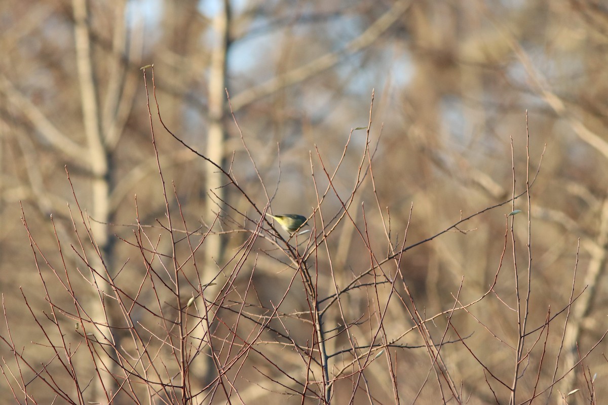 Orange-crowned Warbler - ML612872977