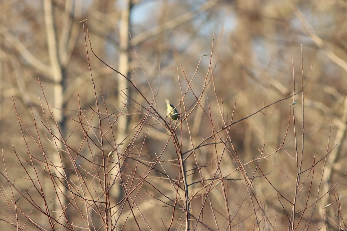 Orange-crowned Warbler - ML612872978