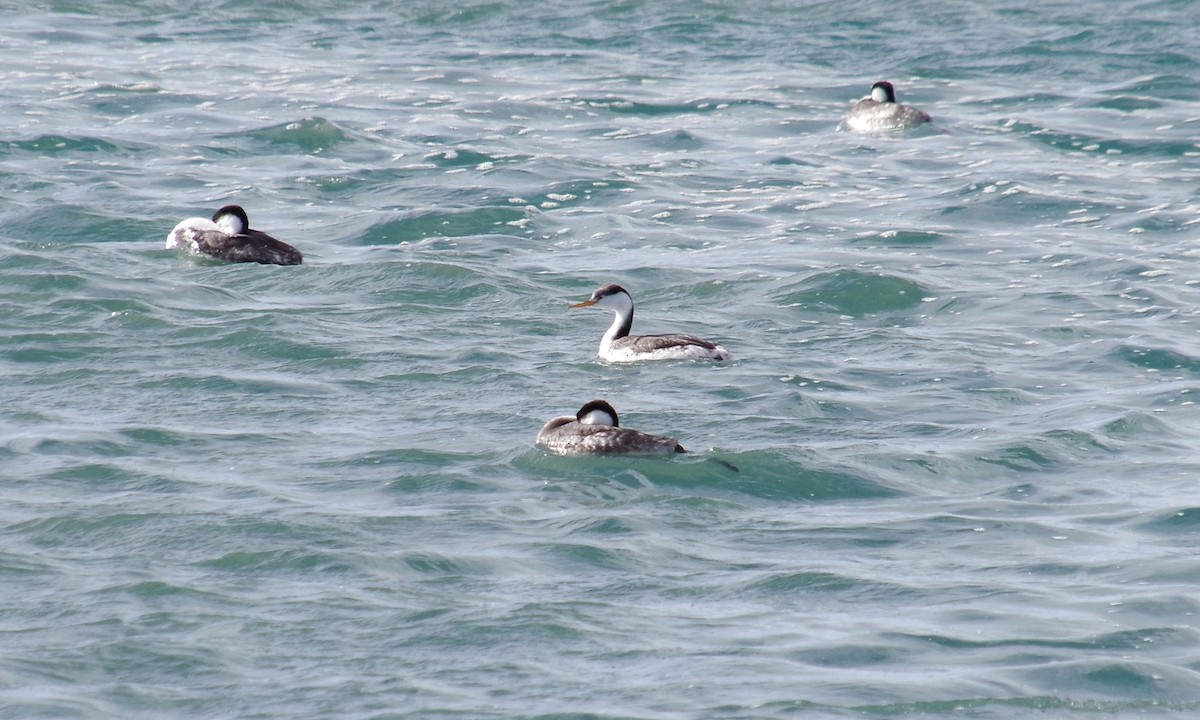 Clark's Grebe - ML612872997