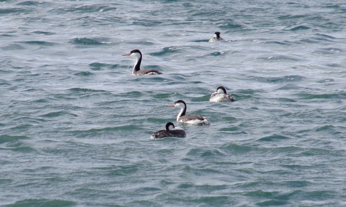 Clark's Grebe - ML612873007