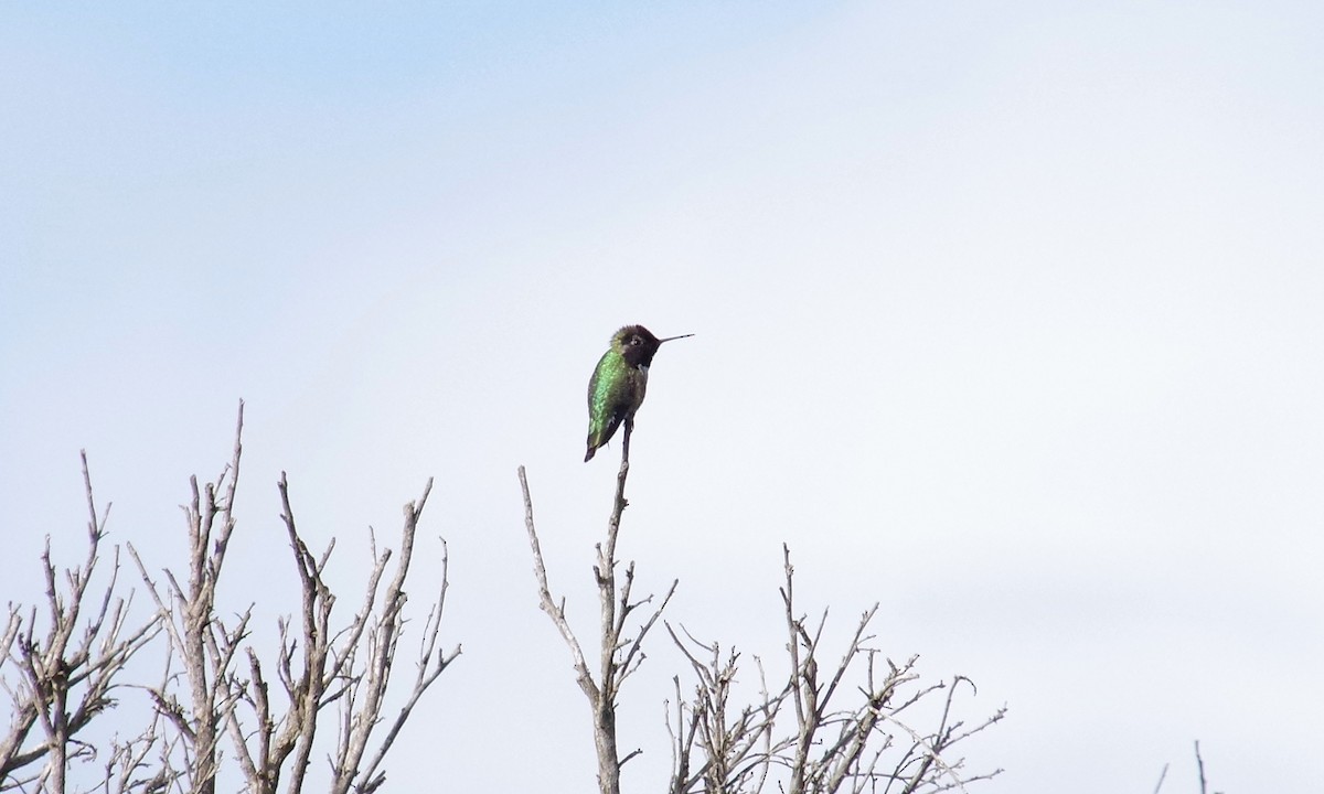 Anna's Hummingbird - ML612873018