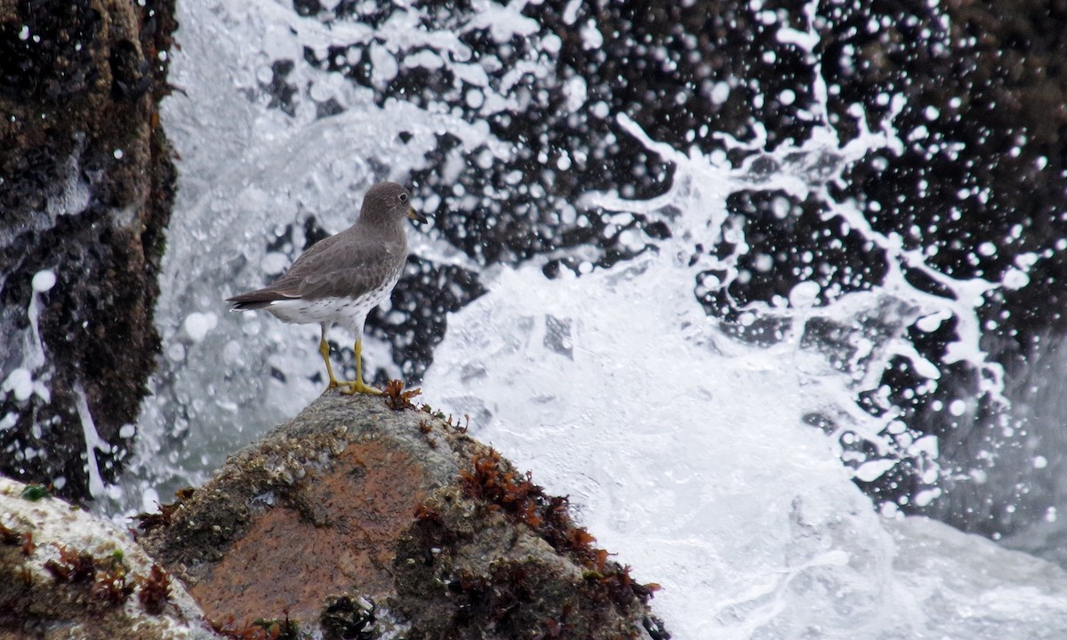 Surfbird - ML612873032