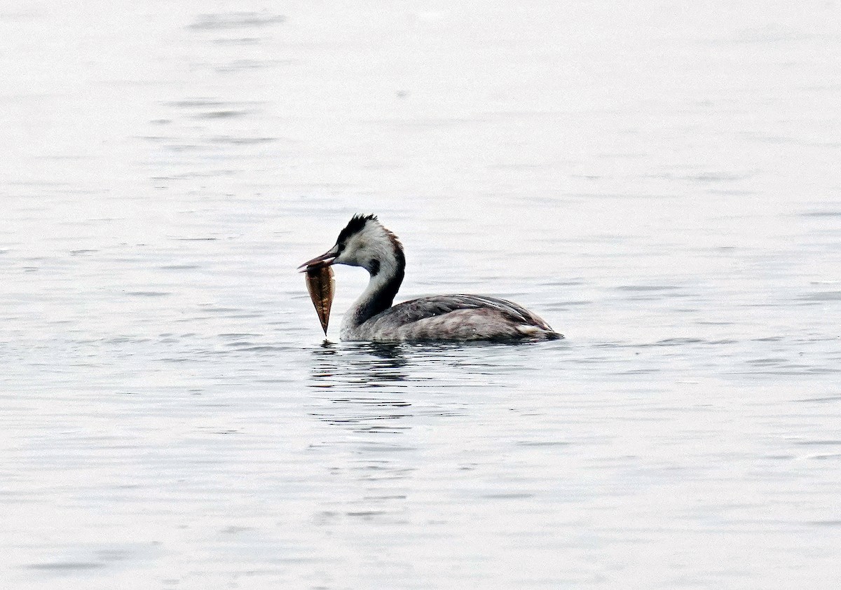 Great Crested Grebe - ML612873044