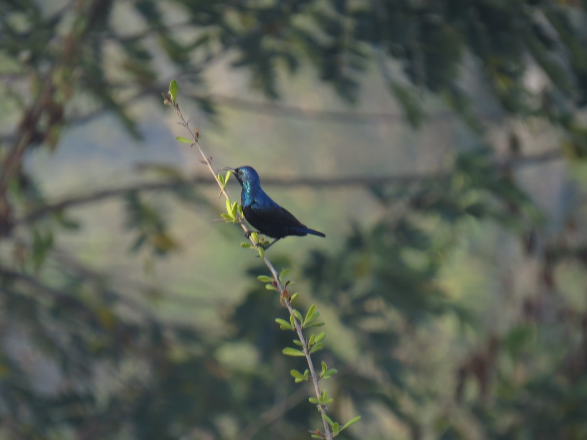 Purple Sunbird - ML612873045