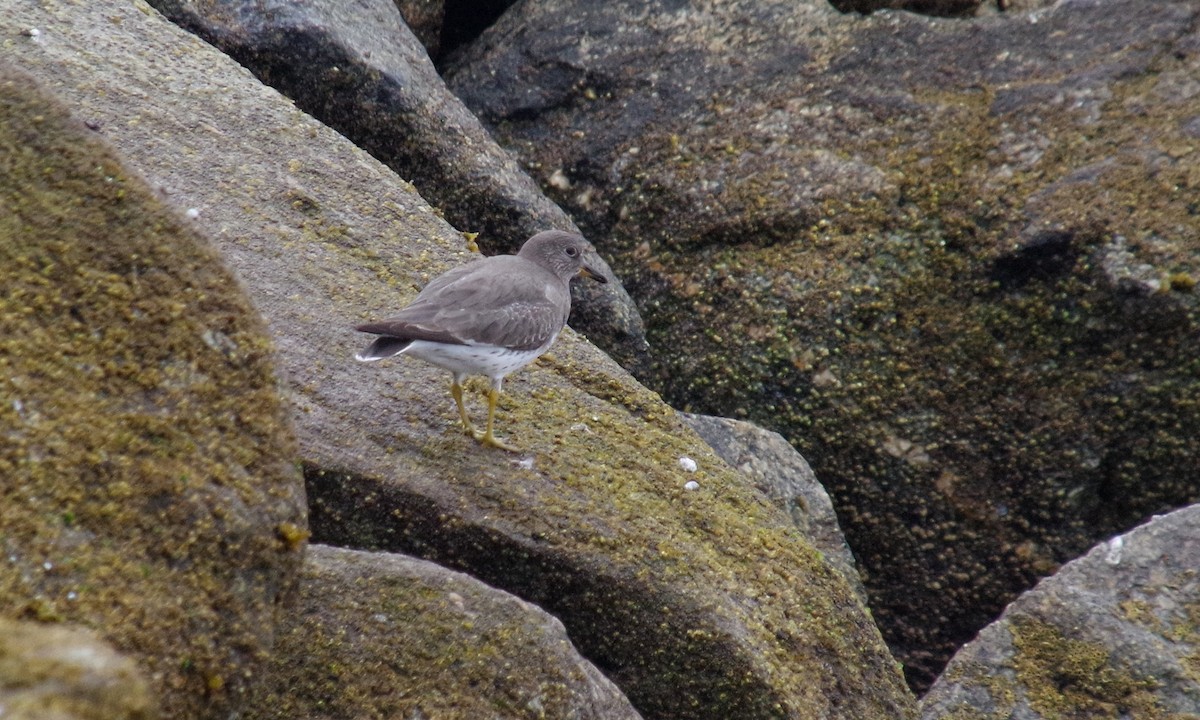 Surfbird - ML612873046