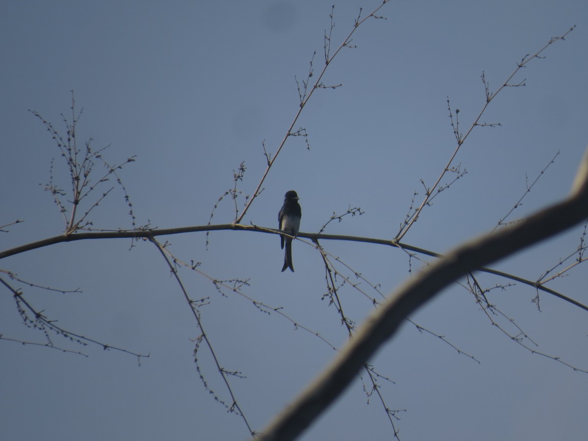 Drongo à ventre blanc - ML612873085