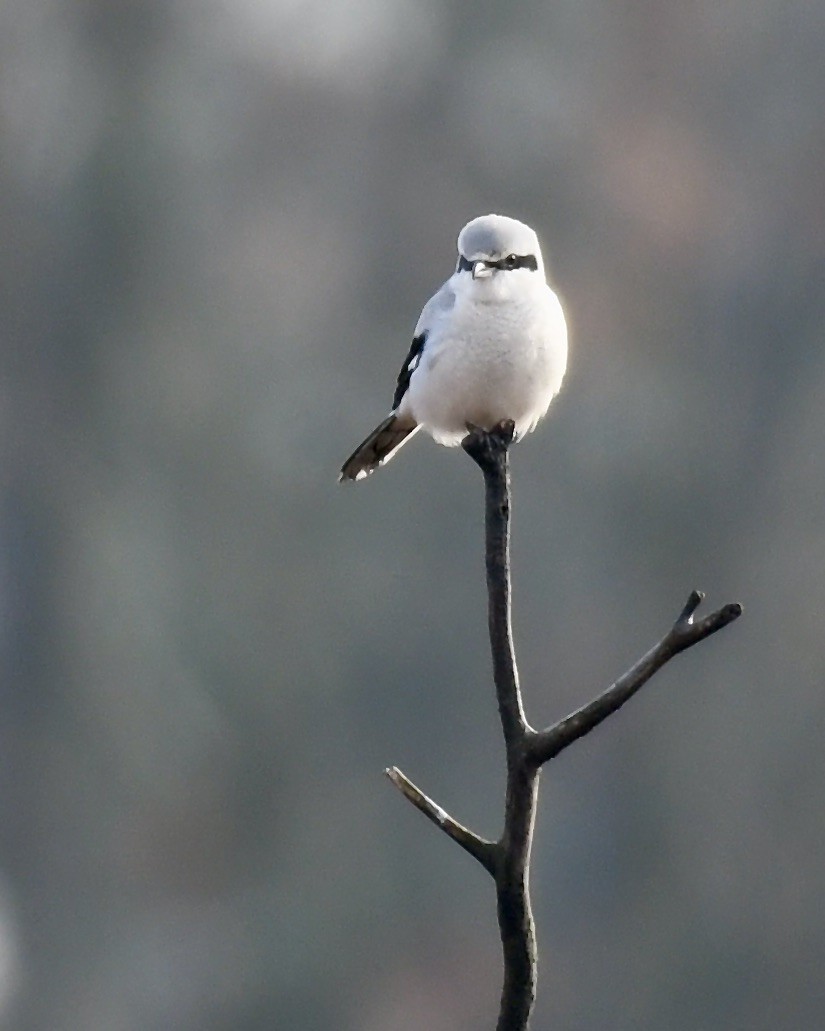 Northern Shrike - Susi Treloar