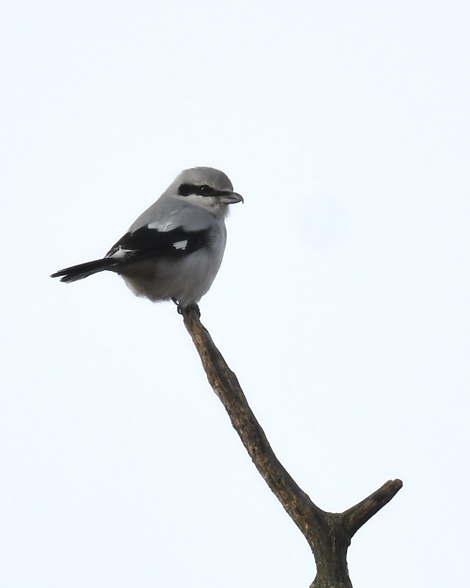 Alcaudón Boreal - ML612873090