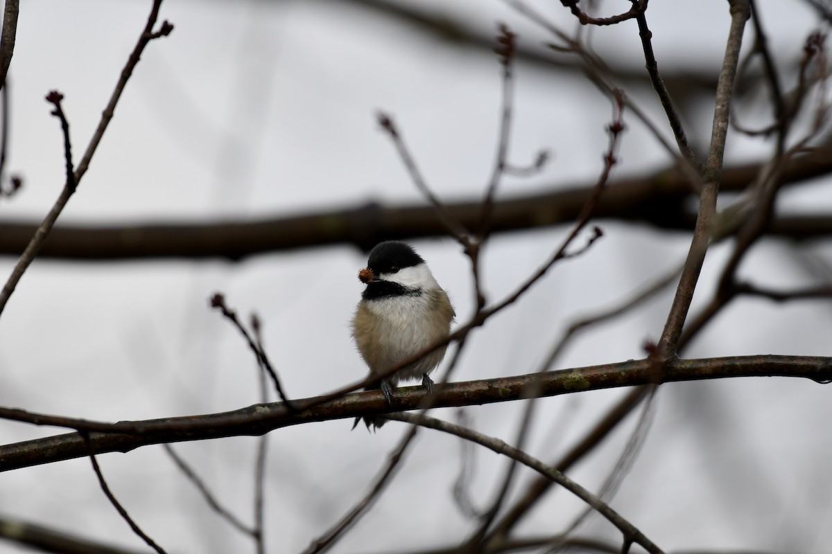 Black-capped Chickadee - ML612873094