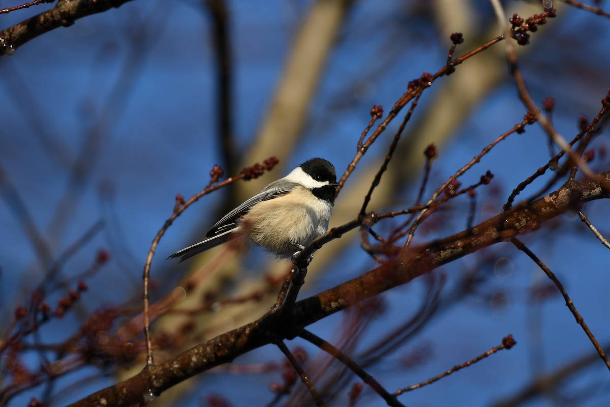 Black-capped Chickadee - ML612873108