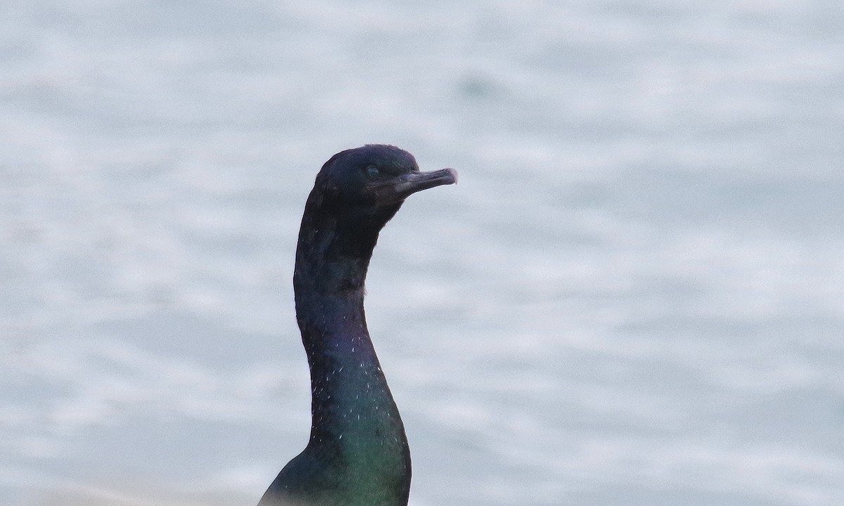 Brandt's Cormorant - ML612873127