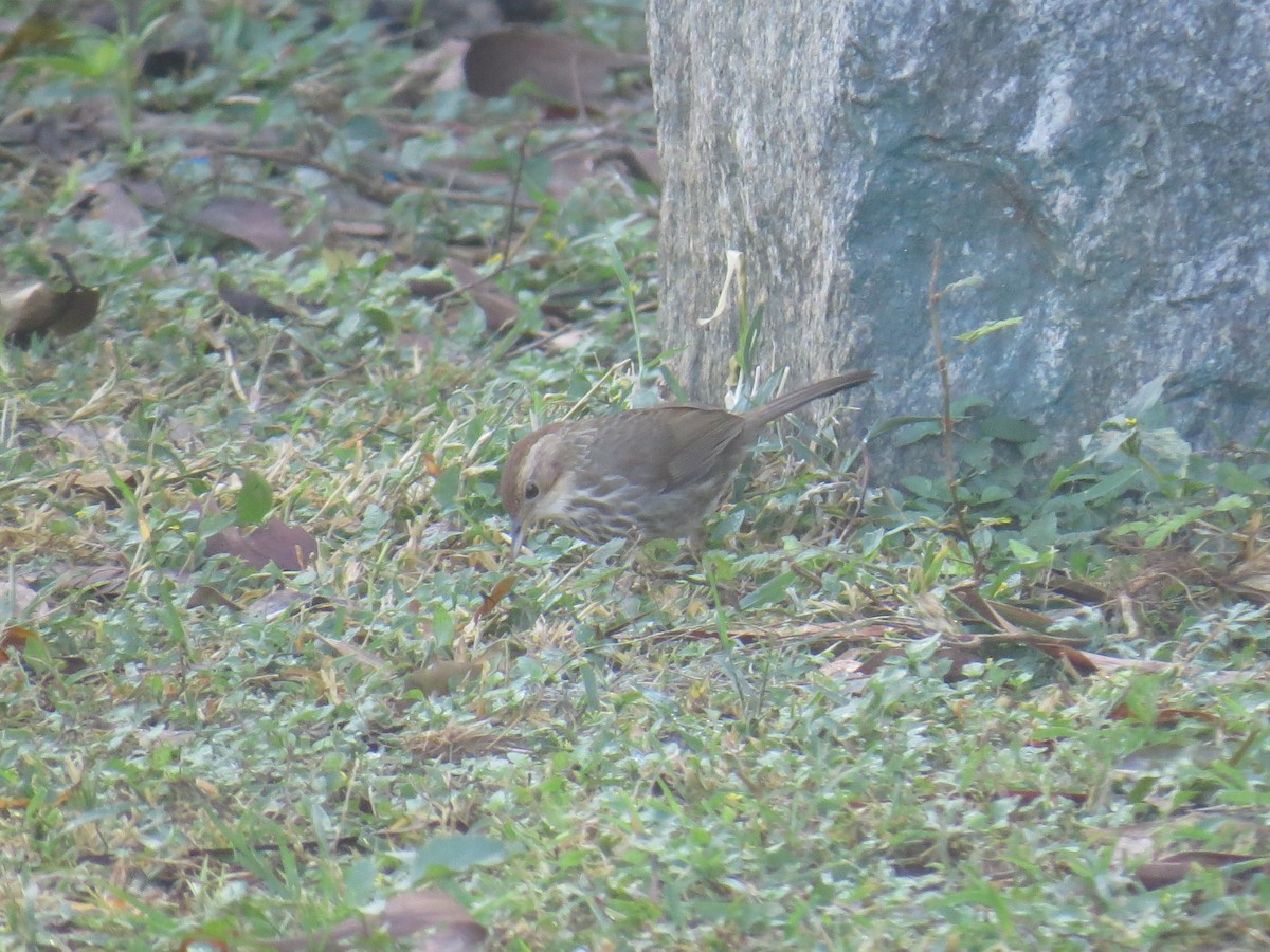 Puff-throated Babbler - ML612873144