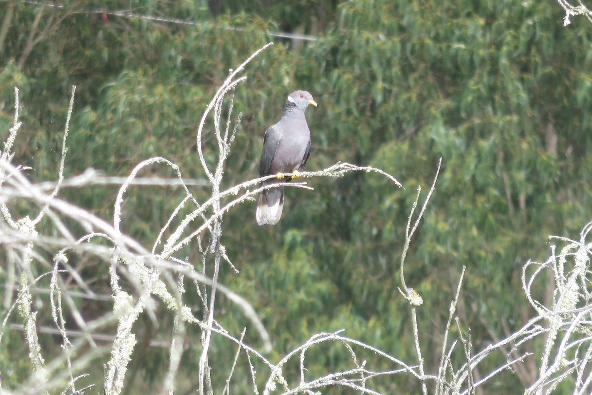 Pigeon à queue barrée (groupe albilinea) - ML612873148