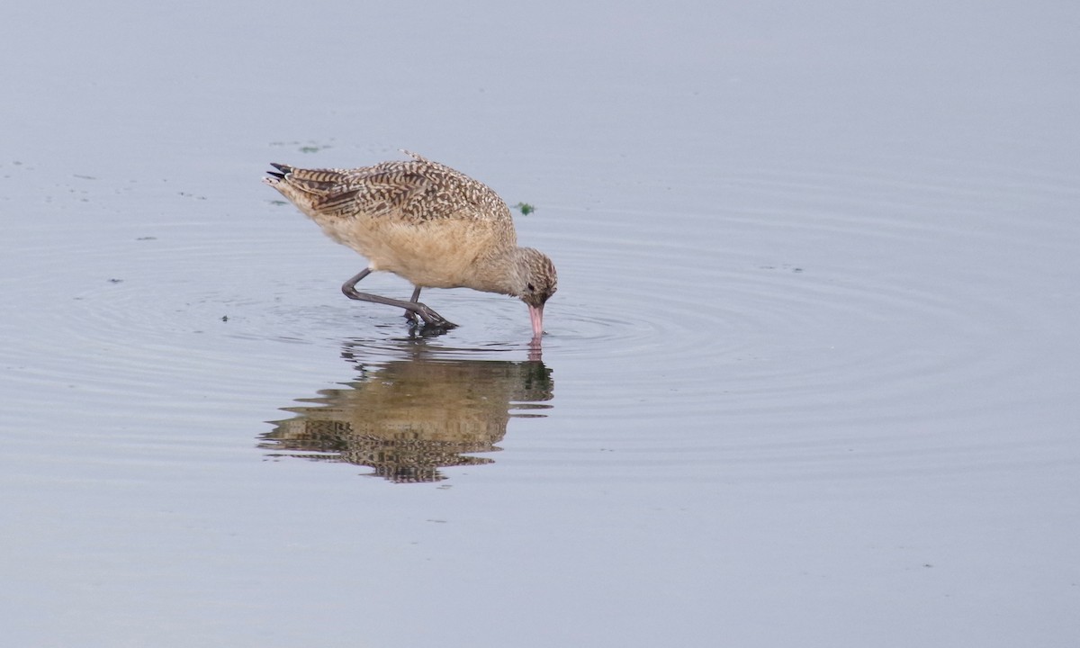 Marbled Godwit - ML612873150