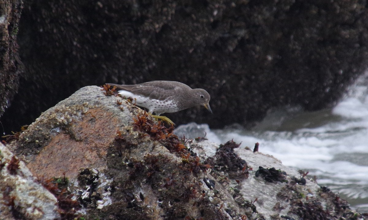 Surfbird - ML612873222