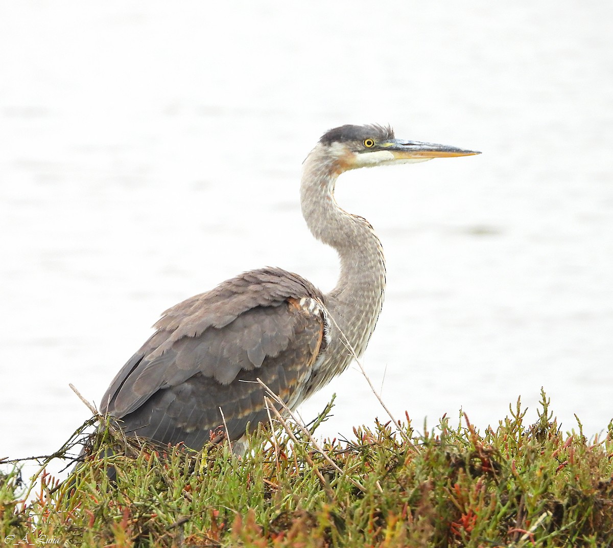 Great Blue Heron - ML612873390