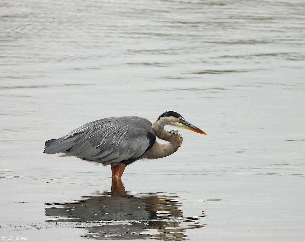 Great Blue Heron - ML612873392