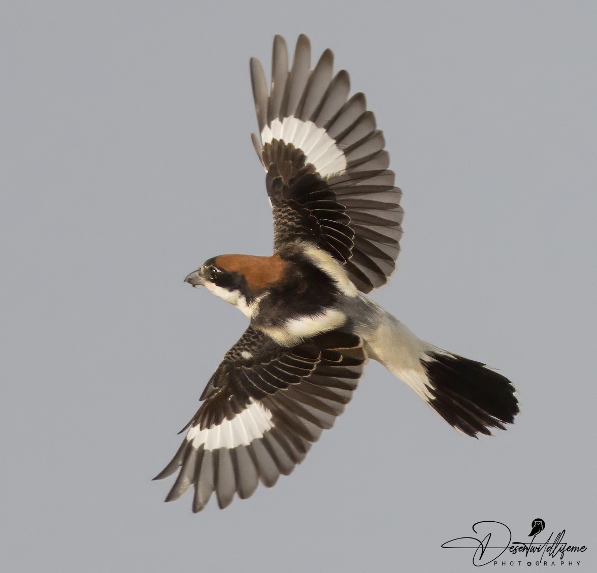 Woodchat Shrike - ML612873429