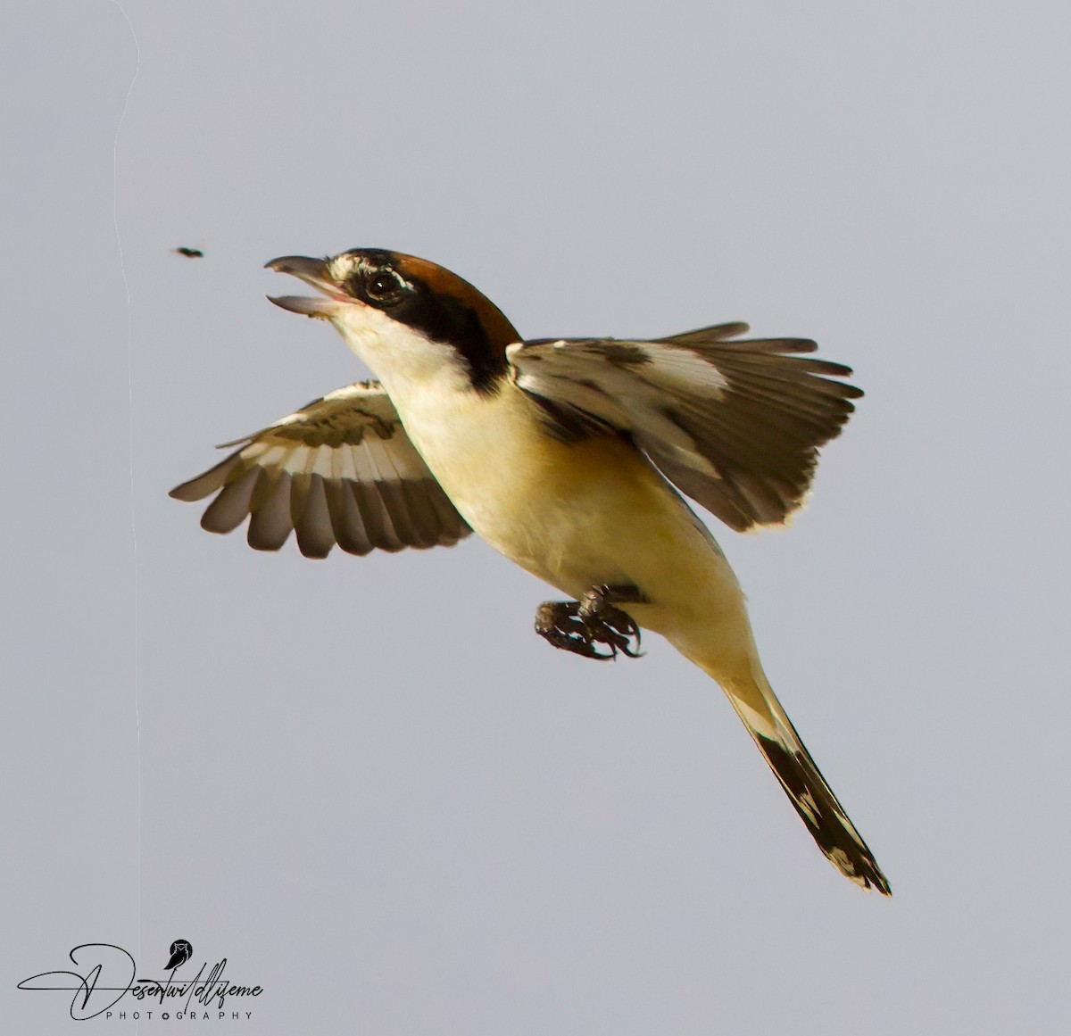 Woodchat Shrike - Gary Burns