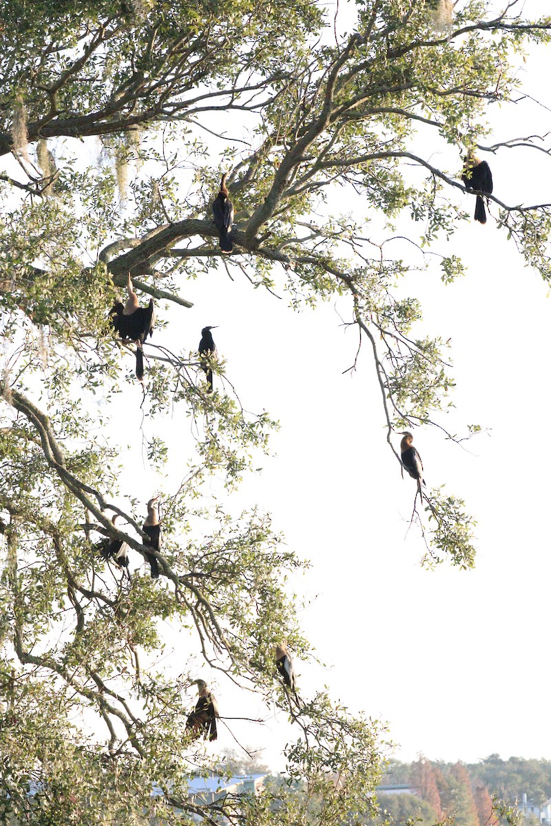 Anhinga - Pravin Mangal