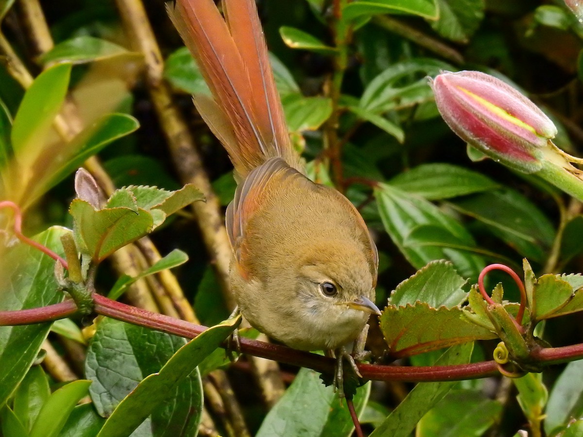 Azara's Spinetail - ML612873590