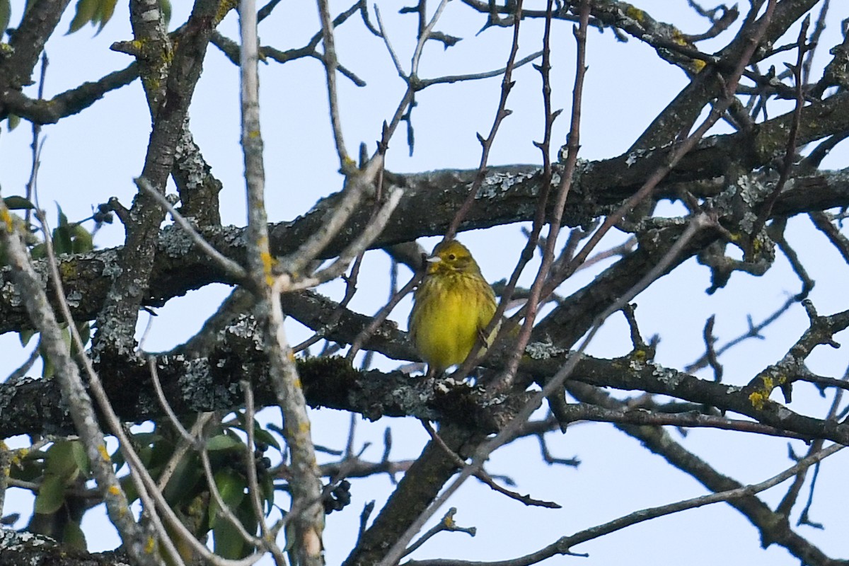 Yellowhammer - ML612873666