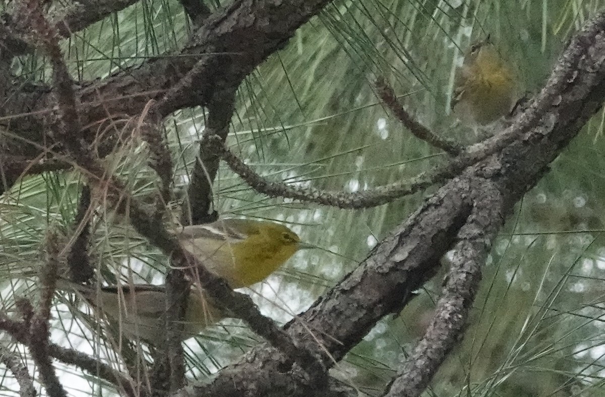 Pine Warbler - ML612873705