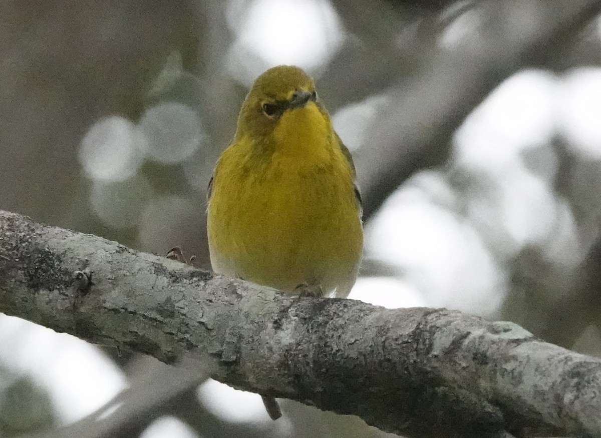 Pine Warbler - ML612873708