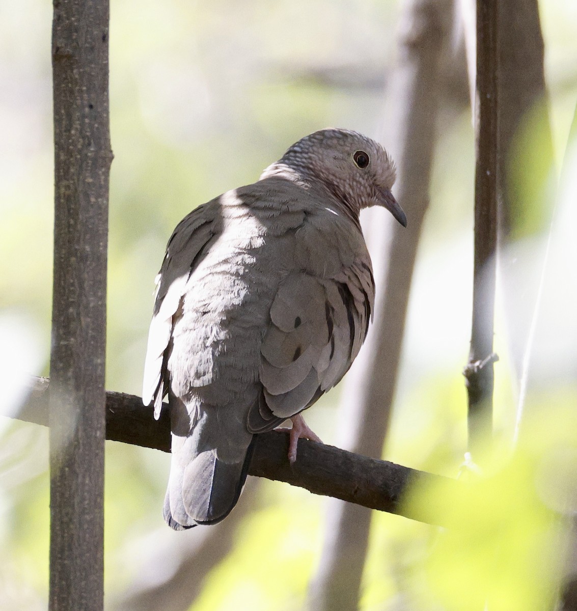 Common Ground Dove - ML612873713