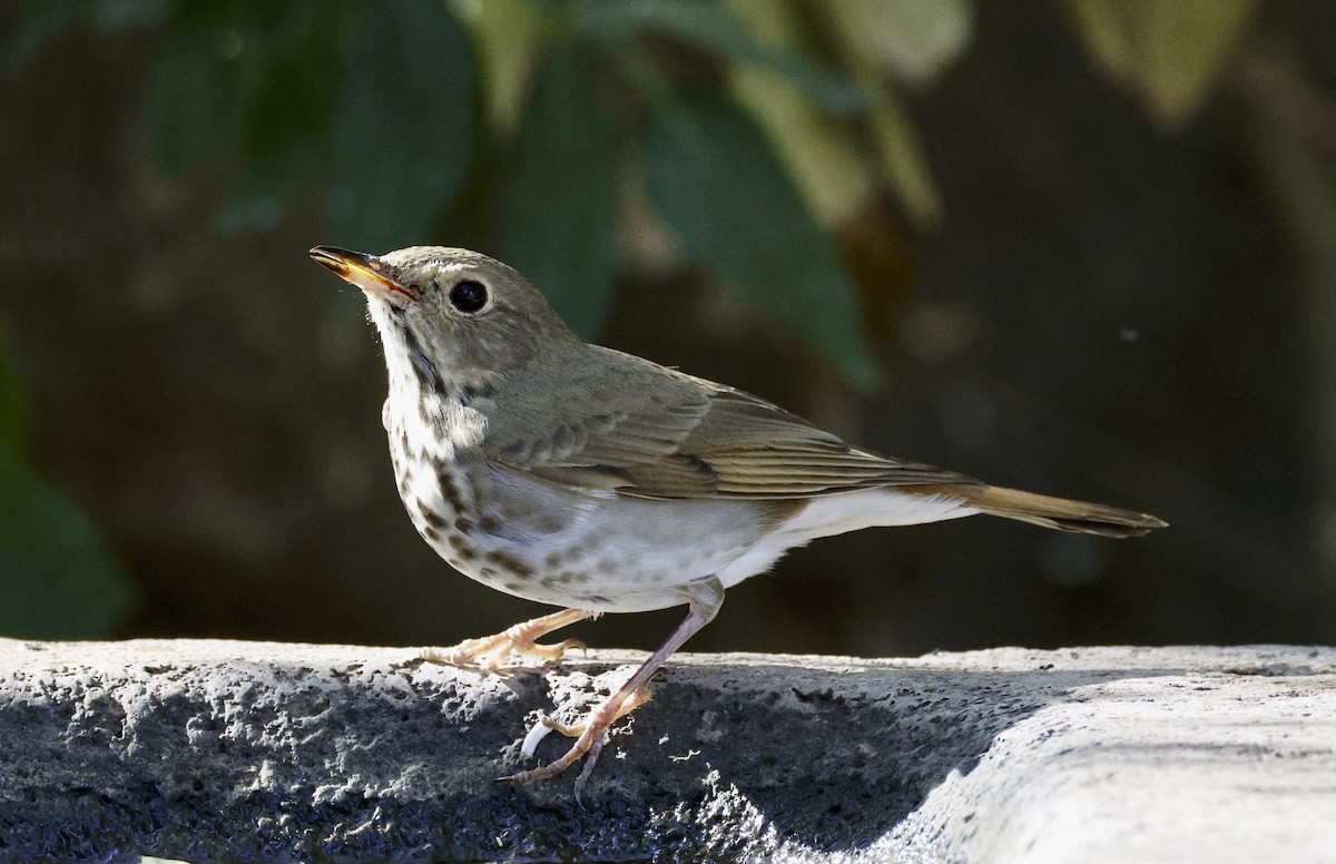 Hermit Thrush - Adam Dudley