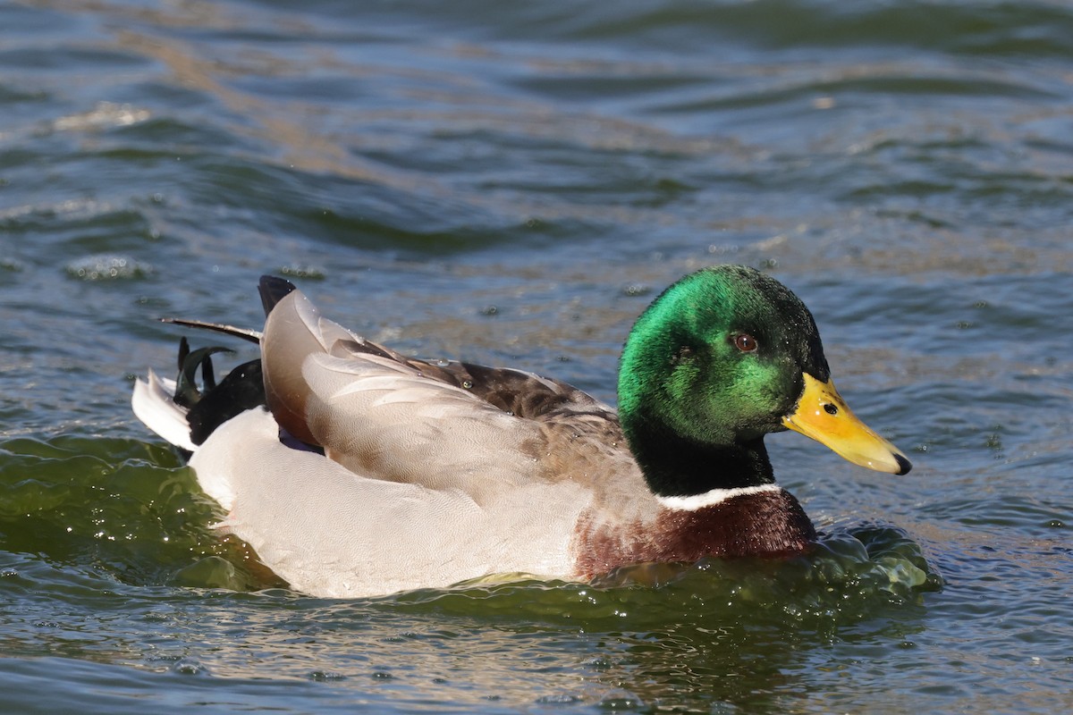 Mallard - ML612873767