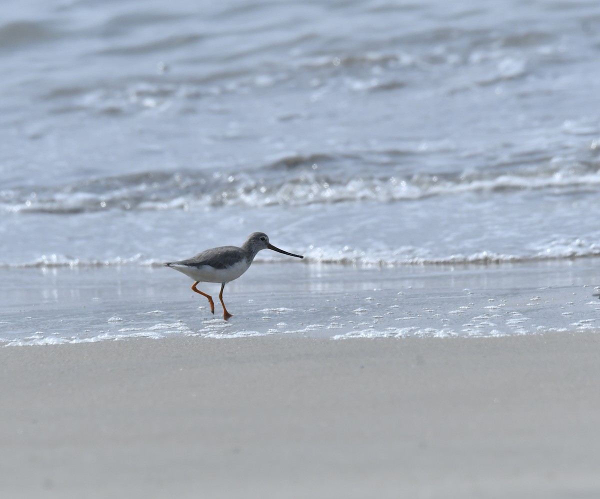 Terek Sandpiper - SREEJESH NELLIKODE