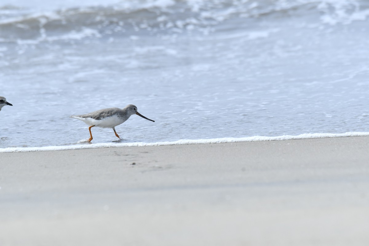 Terek Sandpiper - SREEJESH NELLIKODE