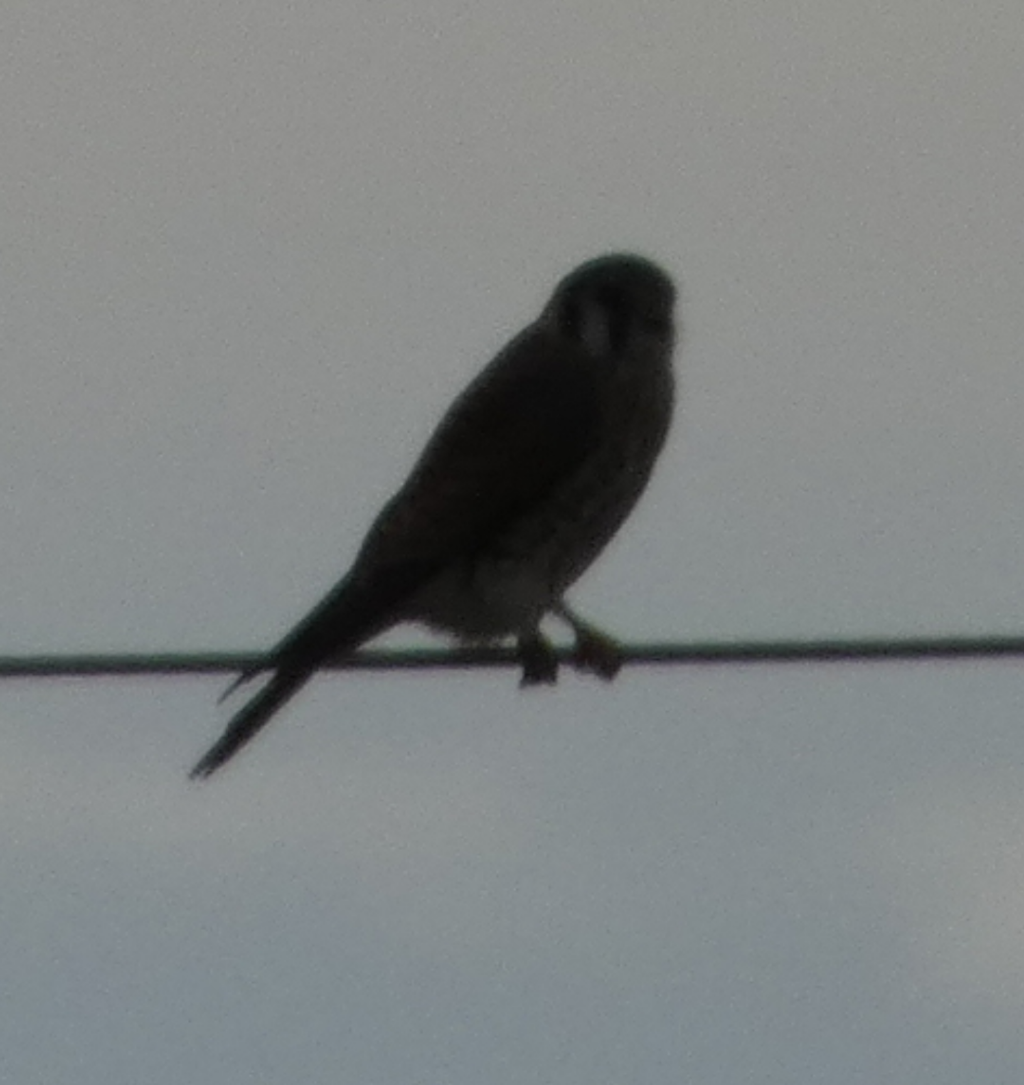 American Kestrel - ML612873818