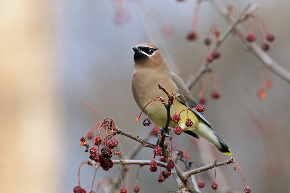 Cedar Waxwing - Jamie Krupka