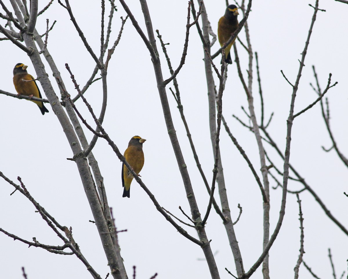 Evening Grosbeak - ML612873875