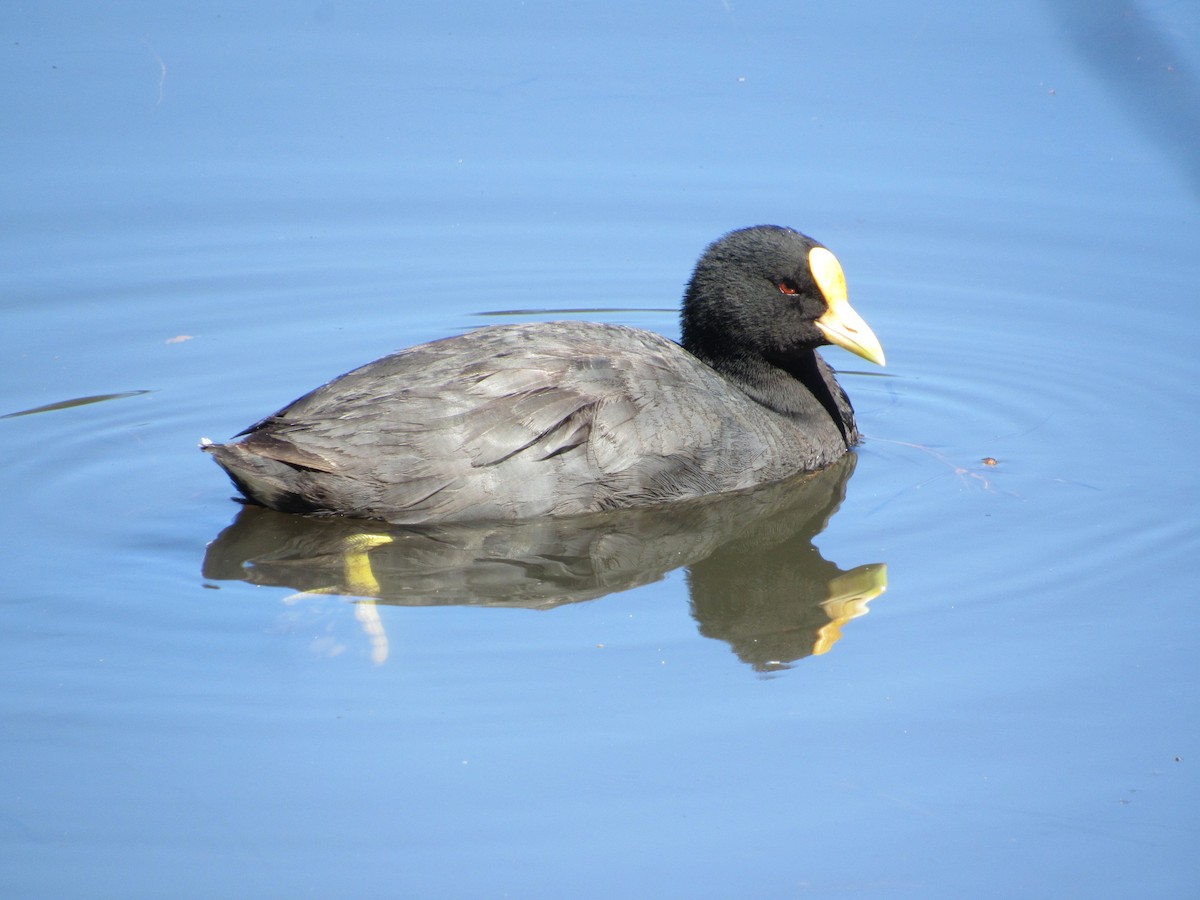White-winged Coot - Javiera Carrasco Icart