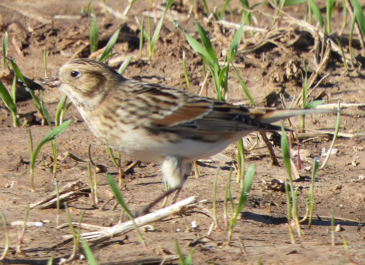 Lapland Longspur - Joe Neal